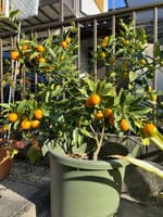 柑橘系今年の収穫