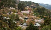 「癌」療養日記３６５　京都ポンポン山とカタクリ