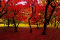 ★新宿御苑の秋バラと紅葉を鑑賞しましょう♪　熟成黒毛和牛の高級部位がメインの焼肉ランチも♪
