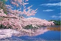 （好評につき増席しました）♪桜も満開　春の園（宴）遊会（上野・不忍池）・・・　ずっと言えなかったこと　春の今なら言えそうな気がします
