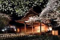 ★靖国神社ー満開の桜の下で☆「奉納夜桜能」☆を鑑賞しましょう♪