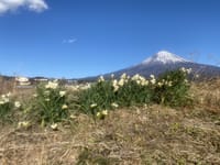 水仙と富士山