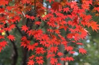 県立四季の森公園の秋2018