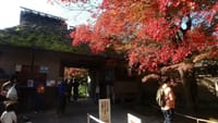 ☆嵐山散策ベストな紅葉がこの一本【宝厳院】