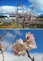 春めき桜 が満開です！