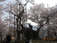 桜見物４