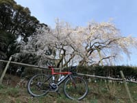 奥山田のしだれ桜と三河湖