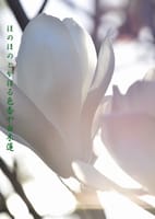 今日の俳句　白木蓮　　片栗の花