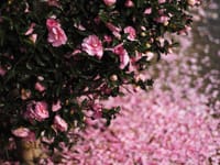 希望の言葉が舞う山茶花の中でも“永遠の愛”と言われるピンクのサザンカ