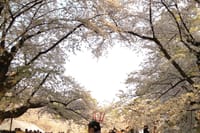 弘前公園の隠れスポット「ハート」の桜