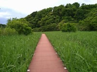 ‘三浦半島 小網代の森’を歩きましょう♪
