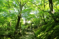 奥多摩の新緑を味わって森の中でイタリアンランチ＆温泉