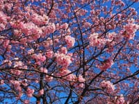 三浦海岸桜まつり2020～河津桜～