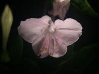 気温の激変　降雨　オシロイバナに異変　変形花の開花今宵の開花全輪が変形