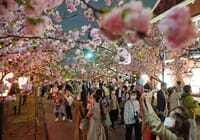 🎤 🌸櫻の歌を歌い、造幣局の夜桜鑑賞に連れてって🎤