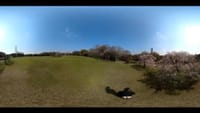 大仙公園の枝垂桜1⃣　５Ｋ３６０度動画（２０２１年３月２６日）