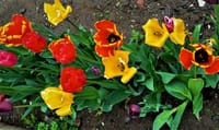 　　　　　✿　 我が家の庭の花 　✿　ガーデニング　①