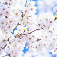 【中止】4月1日（金）栃木県鹿沼市でお花見＆BBQ＆キャンプ