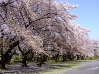 小石川植物園での4月1日（土）のお花見を中止にしましょう