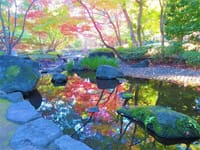 昨日の写真３枚は、秋の大田黒公園、秋の新宿御苑、秋の根津美術館の庭園