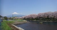 🌸富士山・桜の美景めぐり🌸　　　バスツアー🚌