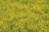 鴨川も一面の黄色い春色です。2024.4.14　