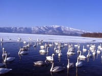 「冬の屈斜路湖の白鳥の写真をお送りします」