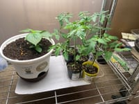 電照栽培で、室内でミニトマトを収穫する。