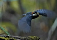 里山の野鳥～ヤマガラの飛翔