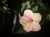 オシロイバナ開花の最盛期　独称紅黄桜の和風の色彩