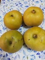 奈良　稲葉の梨