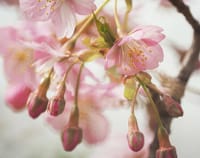 一先ずの春、さくら、桜、川津の桜!!　一時の和らぎ!!