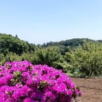 小野路宿里山を歩く　懐かしい日本の里山と谷戸の風景