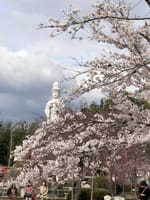 【虎渓公園】2022年4月2日(土) 多治見市の桜の名所ということでゴルフの帰りに寄ってみました。