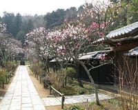 古都鎌倉の梅の花を撮りに行きましょうo(^▽^)o