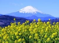 富士山と菜の花の絶景を撮りに行きましょうo(^▽^)o… 吾妻山公園♪