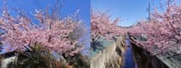 今日の散歩時、桜満開だ～～