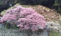 たった１本だけど、河津桜はすでに満開とは・・・鹿児島暮らし　　