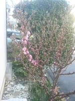 山桜桃薄桃色の開花始まりました