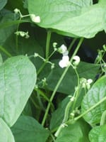 家庭ミニ菜園ーインゲン豆