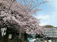 上野公園の花手水
