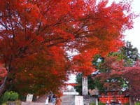 金峰山寺「蔵王堂の紅葉」
