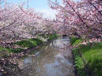 八尾市リバーサイド・ウォーキング（玉串川沿い桜並木）