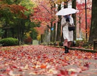 金沢の仕掛けられた雨の紅葉!?《美しき世界》