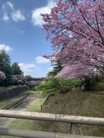 桜のお花見に行ってきました。