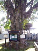 東京の巨樹探訪　１８