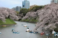 千鳥ヶ淵の桜、上野公園の桜、国立劇場の桜