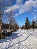 積雪の散歩道とシマエナガ