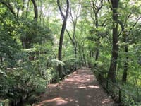 新緑が美しい玉川上水緑道から江戸東京たてもの園への散策