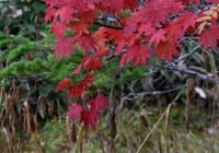 田代池周辺の紅葉